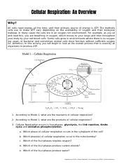 B Cellular Respiration Overview Pogil Docx Cellular Respiration