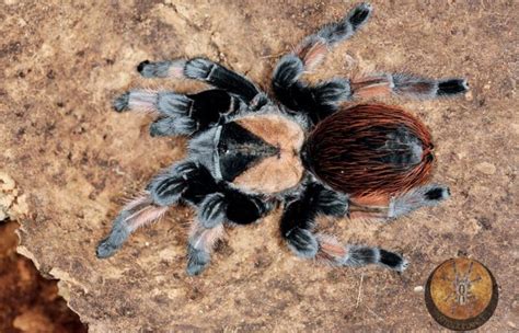 Brachypelma emilia co to za pająk terrarium jad samica gdzie