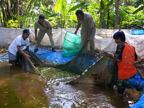 Cara Budidaya Ikan Lele Di Kolam Terpal Delinewstv