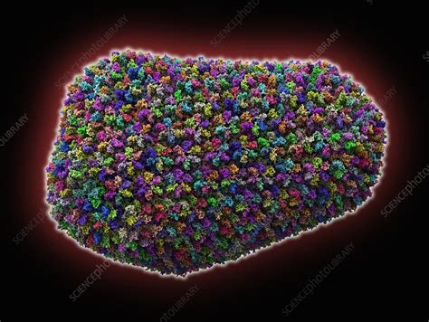 HIV Capsid Molecular Model Stock Image C025 1947 Science Photo