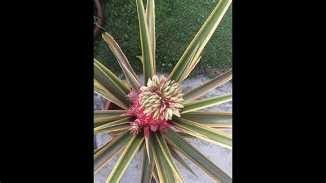 Pineapple Growth Time Lapse Youtube