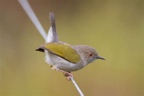 Green Backed Camaroptera Grey Backed Ebird