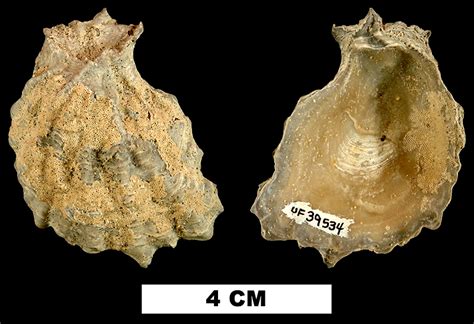 Neogene Atlas Of Ancient Life Ostrea Greeni