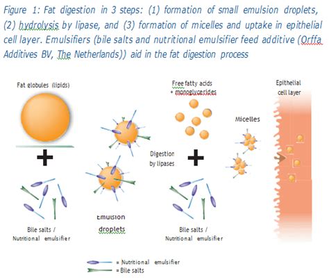 IMPROVED EMULSIFICATION CONTRIBUTES TO PIGMENTATION - SR Publications