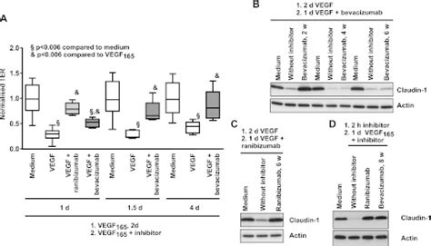 Vascular Endothelial Growth Factor Vegf165 Induced Decrease Of