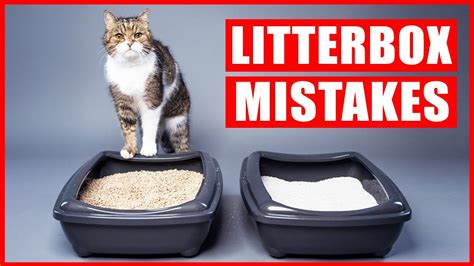 Youre Setting Up Your Litter Box All Wrong Biggest Litter Box