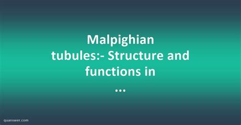 Malpighian Tubules Structure And Functions In Insects Quanswer