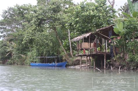 Mini Article Visiter Tortuguero En Jours Bengal Et Colibri