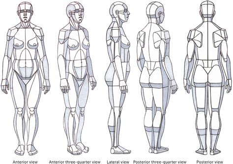 Structures And Planes Of The Figure Classic Human Anatomy In Motion The Artist S Guide To The