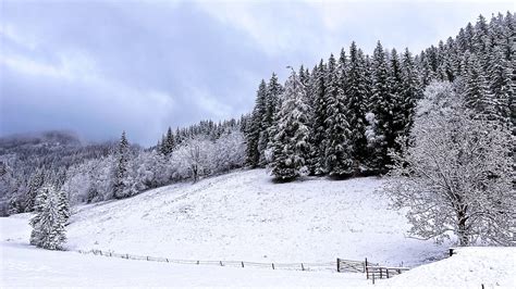 Winter Austria Forest - Free photo on Pixabay