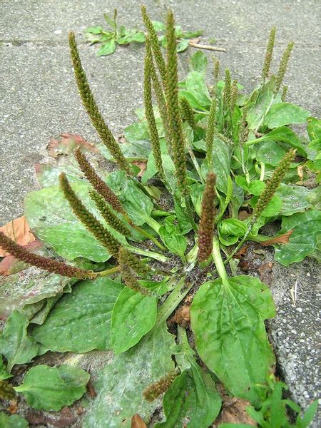 Broadleaf Plantain Natures Healing Herb Uncovered