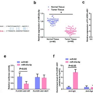 Function Of FLVCR1 AS1 MiR 23a 5p Axis In HeLa Cells A RT QPCR