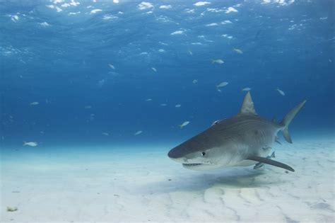tigerbeach shark research conservation program src
