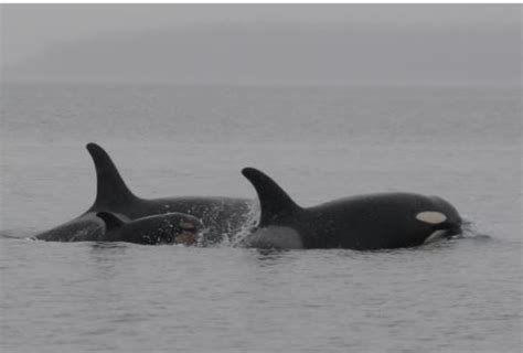 Good news: new J pod orca calf spotted | king5.com