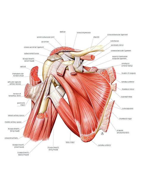 Shoulder Muscles Photograph By Asklepios Medical Atlas Pixels