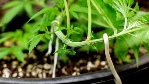 Plant Training Techniques The Tie Down Method Fast Buds