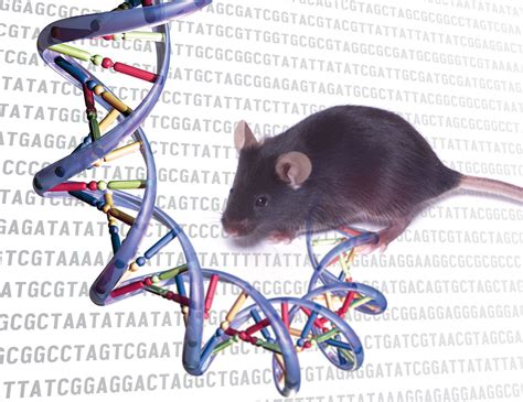 Comparing The Mouse And Human Genomes National Institutes Of Health Nih