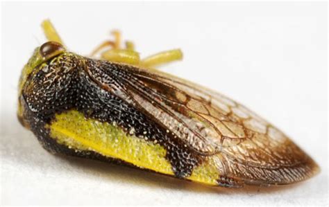 Treehopper Atymna Querci Bugguidenet