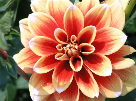 Dahlia pinnata (Garden Dahlia) - World of Flowering Plants