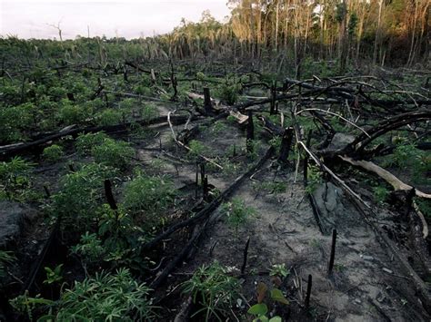 Las Principales Amenazas Para Los Ecosistemas De Selva Tropical