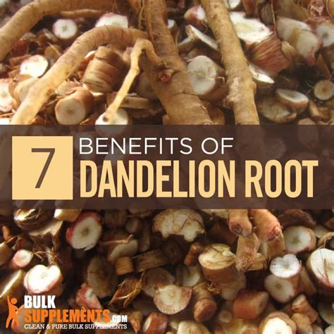 Dandelion Root Benefits, Side Effects and Dosage