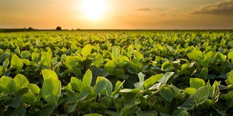 Plantio De Soja Guia Completo Sobre Esse Cultivo