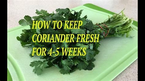 How To Keep Coriander Leaves Fresh For 4 To 5 Weeks In Refrigerator