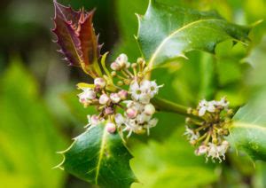 Stechpalme gelbe Blüten Gibt es das überhaupt Ilex