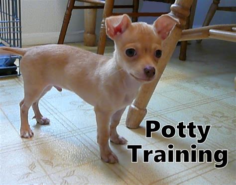 Toilet Training Puppies How Long Should It Take - Pets of Life