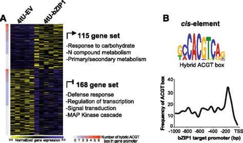 Actively Transcribed Targets Of The Master Tf Regulator Bzip A