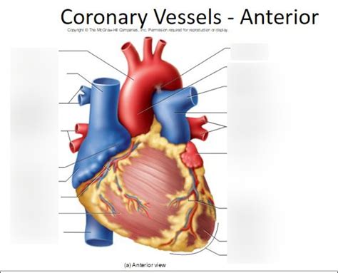 Exterior Anterior Heart Diagram Quizlet