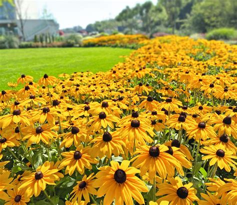 Rudbeckia Pictures - National Garden Bureau