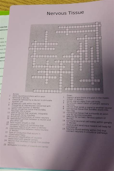 Solved Nervous Tissue | Chegg.com