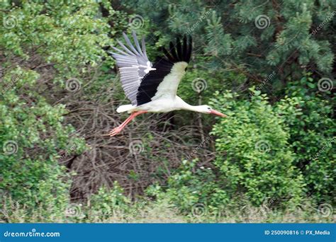 Flying Stork Trees On Second Plan Stock Photo Image Of Outdoors