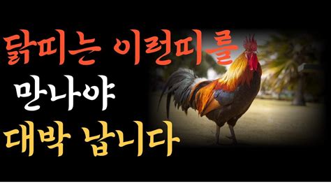 닭띠와 최상의 조합 용띠 개띠 말띠와의 특별한 이유 ㅣ닭띠와 최악 궁합 닭띠와 최상궁합 닭띠 띠궁합 Youtube