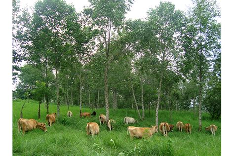 Sistemas Agroforestales Las Cañadas Bosque De Niebla