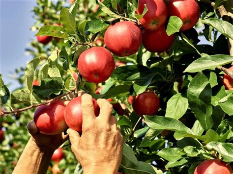 Vendite Regolari E Stock Bassi Per Le Mele Italiane