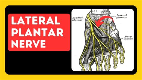 Lateral Plantar Nerve Origin Course And Branches Of The Lateral