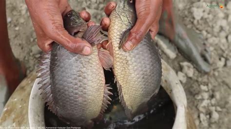 Agrotek Raih Untung Budidaya Ikan Betok Atau Papuyu Youtube