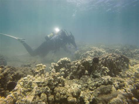 DAR coral replant and inner harbor reef status – kawaihae reef