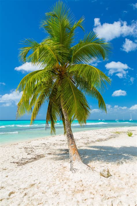 Tropical Palm Trees Free Stock Photo Public Domain Pictures