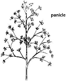 Plant Materials & Usage: Panicle