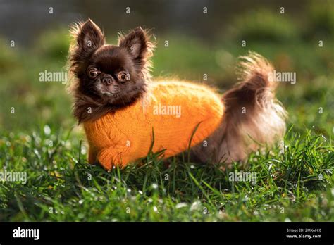 Cute Little Dog Of Chihuahua Breed Of Chocolate Color Wearing Knitted