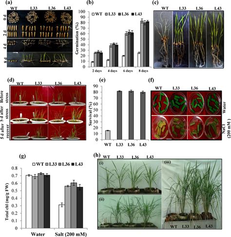 Salinity Tolerance Assay Of Transgenic Rice Plants Overexpressing Download Scientific Diagram