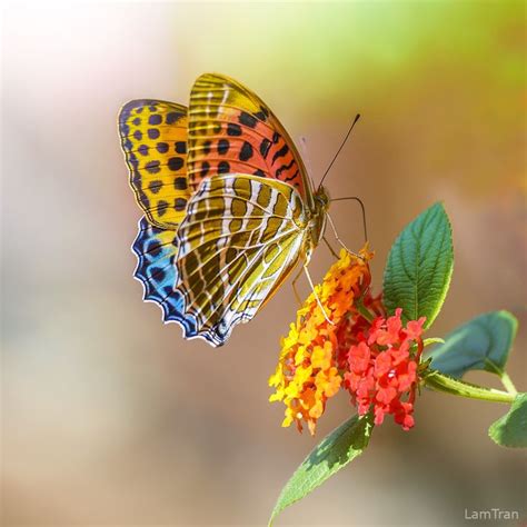 17 Best images about GARDEN (butterfly & flower) on Pinterest | Monarch butterfly, Painted ...