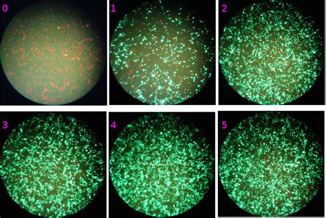 Cre Recombinase Rp 7