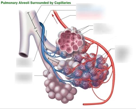 Pulmonary Alveoli Surrounded By Capillaries Diagram Quizlet