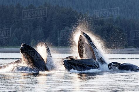 Humpback Whales Megaptera Novangliaea Pod Engaged In Social Foraging