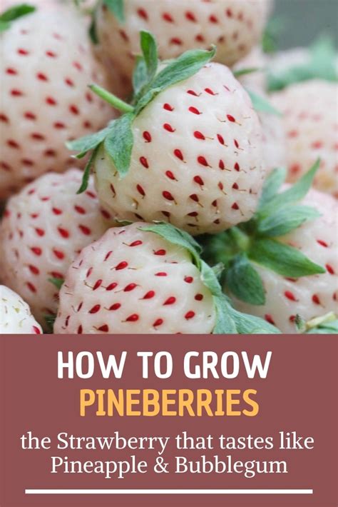 How To Grow Pineberries Gardening Soul