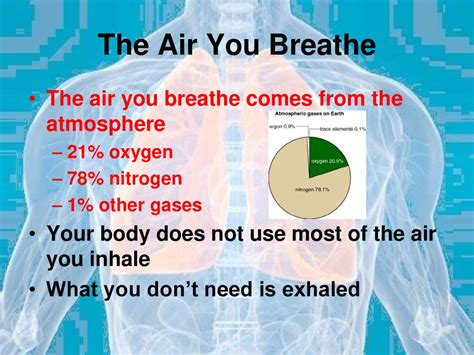 The Respiratory System Ppt Download